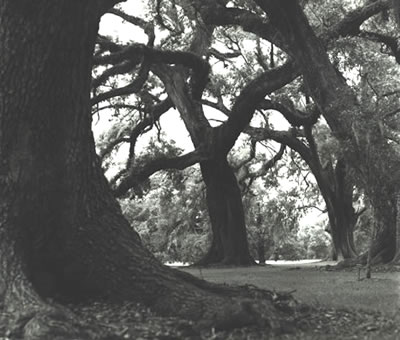 Tree Cross by Anne Smithwick