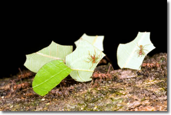 Leaf-cutter Ant