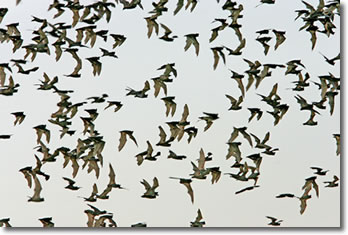 Mexican Free-Tailed Bats