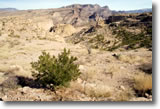 Creosote Bush