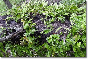 Resurrection Fern; image courtesy of the Nature Station