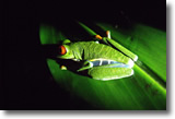 Red-eyed Tree Frog; photo by Dionisio Paniagua