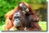 Orangutans