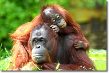 Orangutans