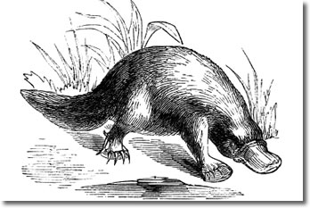 Duck-billed Platypus