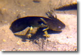 Salamander